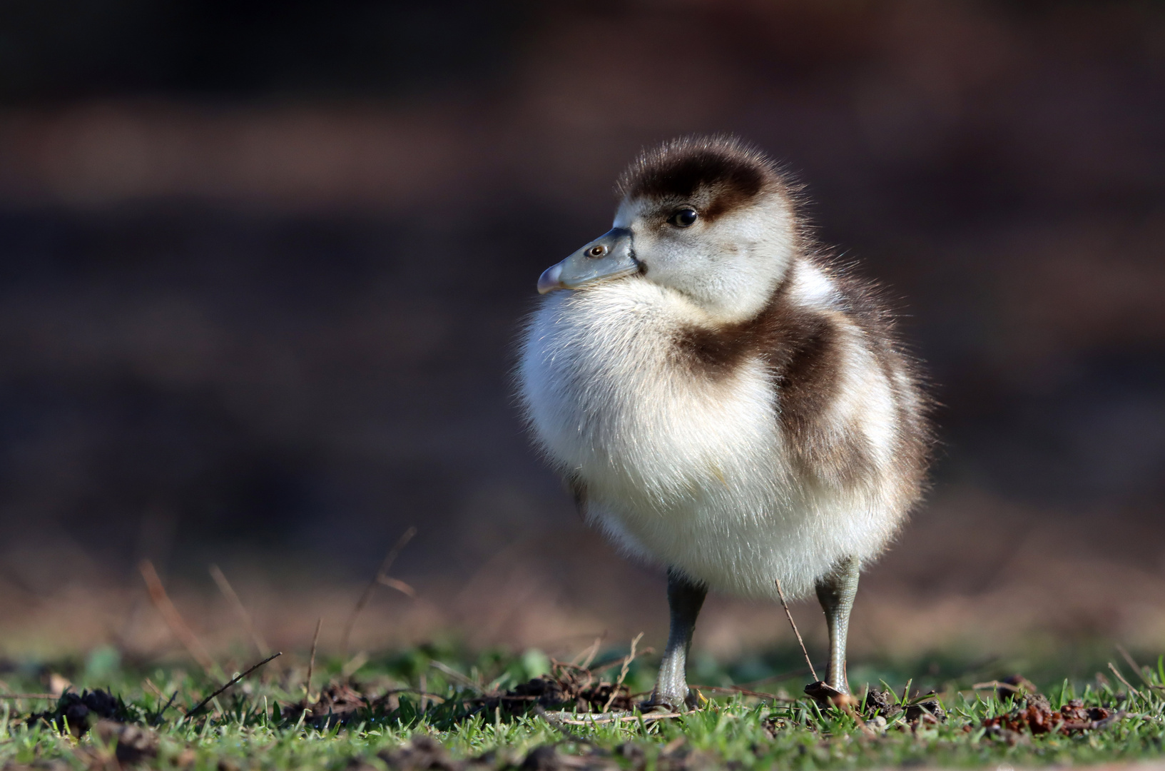 Nelly die kleine Nilgans