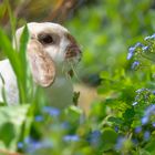 Nelly im Garten