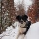 Nelly im Schnee