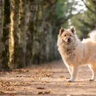 Nelly in einer Allee irgendwo in Oberfranken