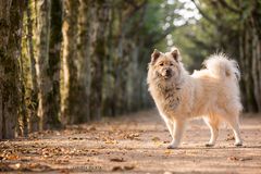 Nelly in einer Allee irgendwo in Oberfranken