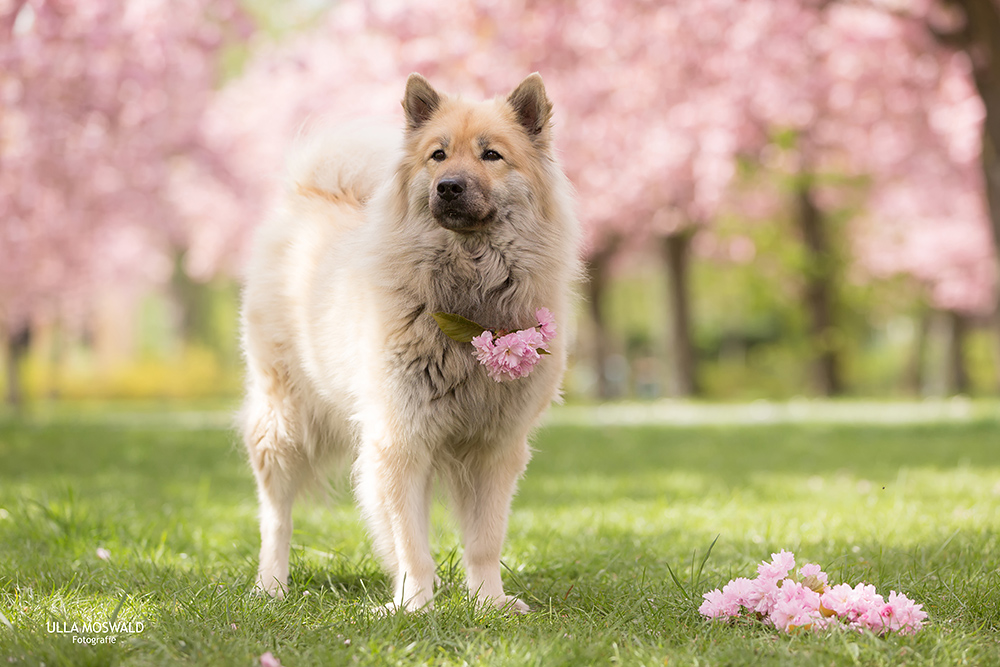 ...Nelly kann auch rosa...