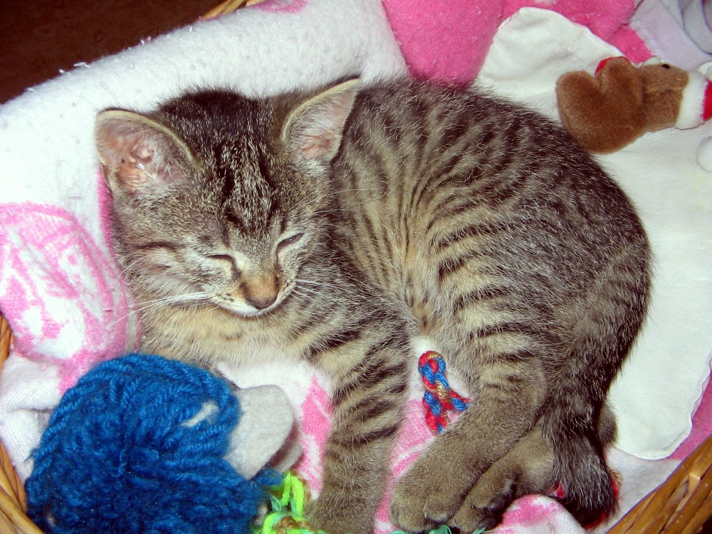 Nelly liegt in ihrem Katzenkörbchen