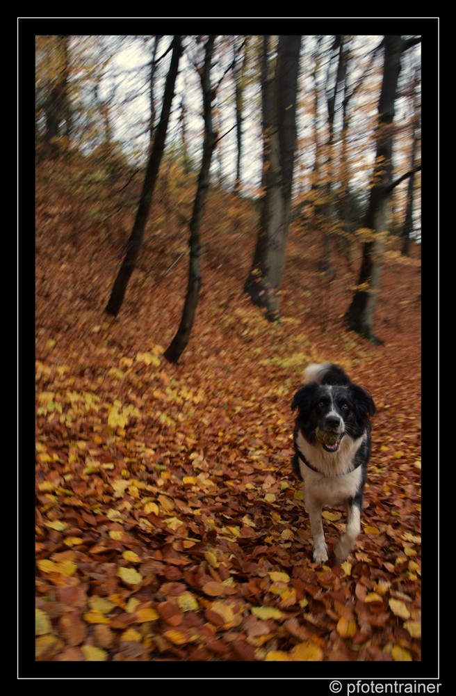 Nelly mit Ball