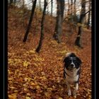 Nelly mit Ball