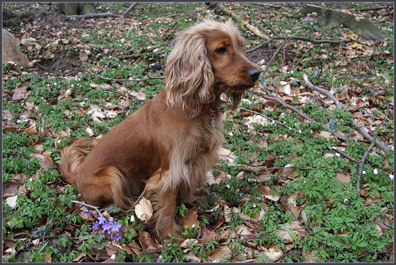 Nelly mit Leberblümchen
