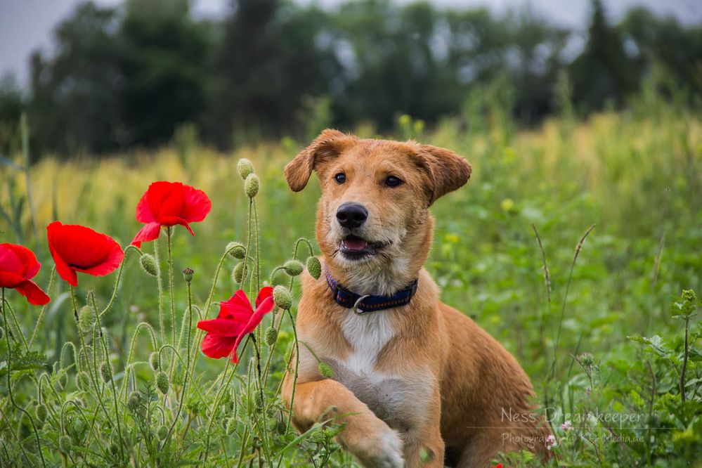 Nelly mit Mohnblumen