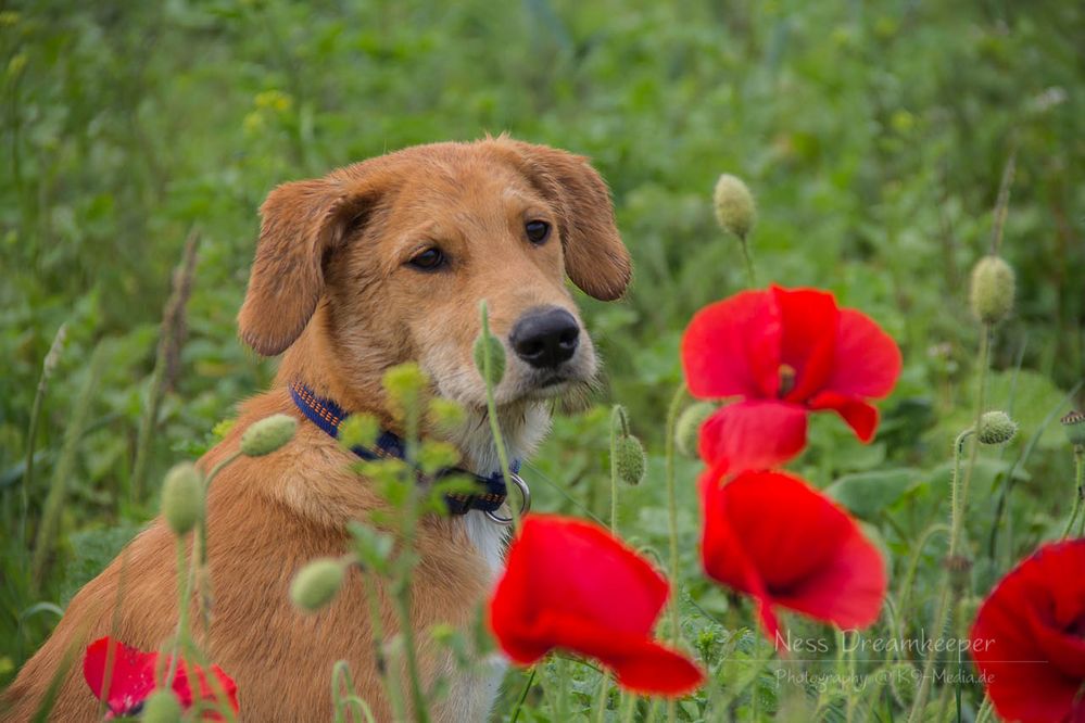 Nelly und die Mohnblumen