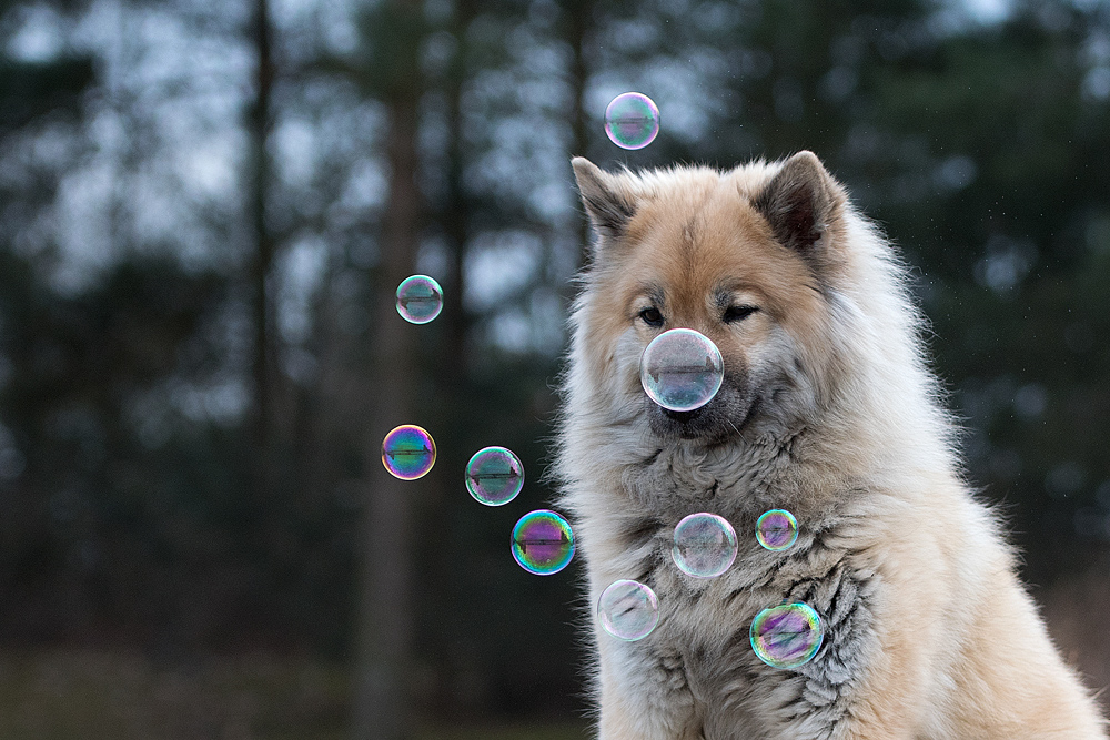 Nelly und die Seifenblasen Foto &amp; Bild tiere, haustiere, hunde Bilder