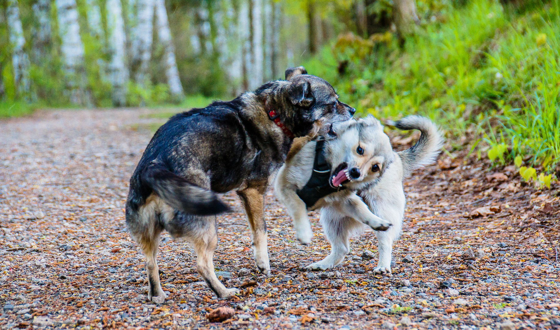 Nelly und Lotti 1