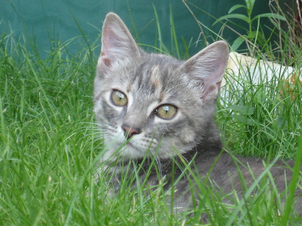 Katze Das Erste Mal Draußen Kommt Nicht Wieder www.fotocommunity.de