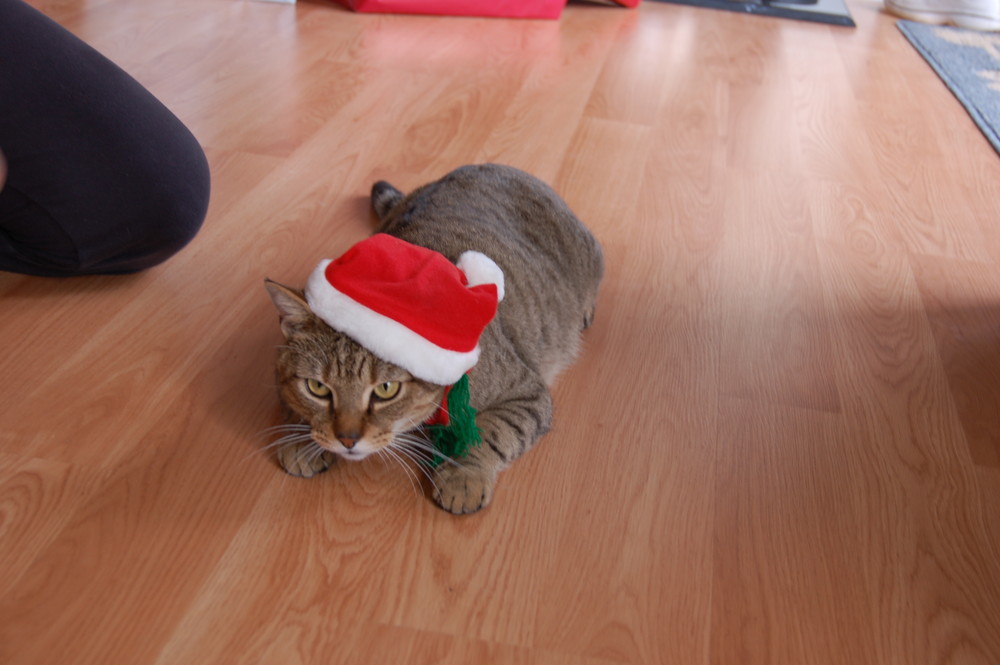 Nel's Christmas cat