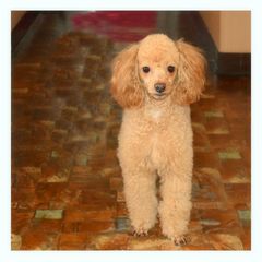 nelson