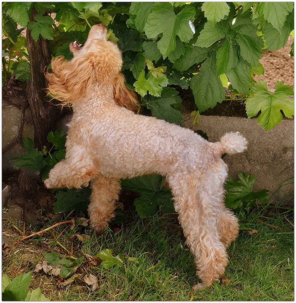 nelson s'amuse à arracher les feuilles de vigne