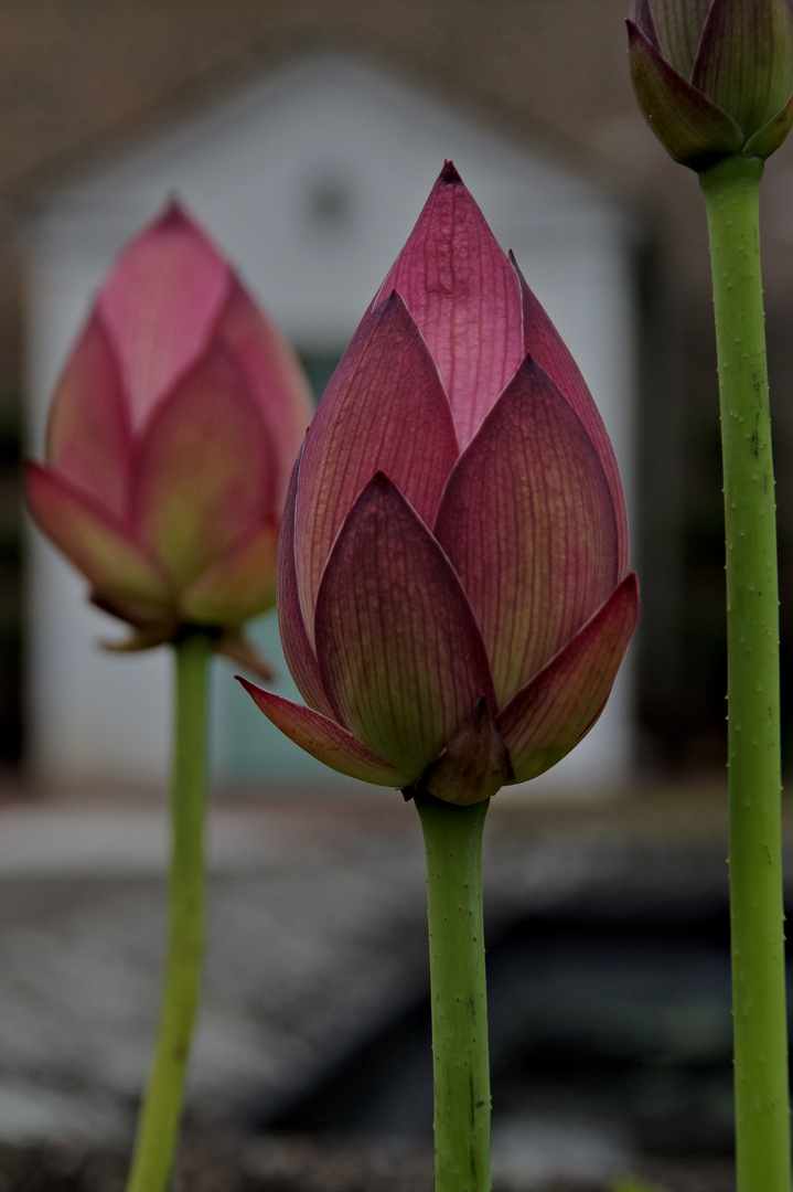 Nelumbo