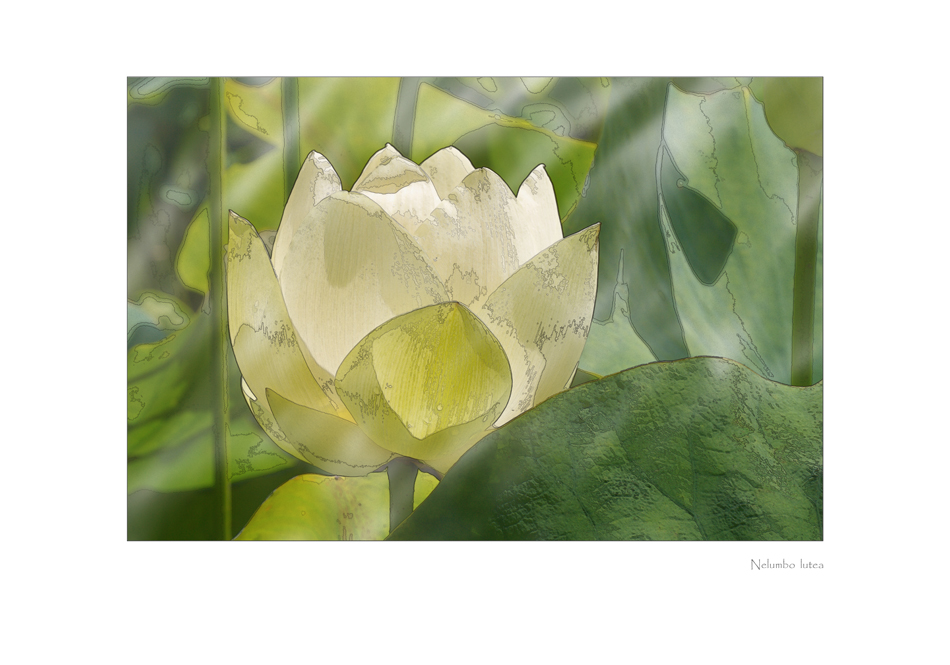 Nelumbo lutea