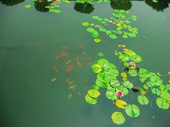 Nelumbo nucifera