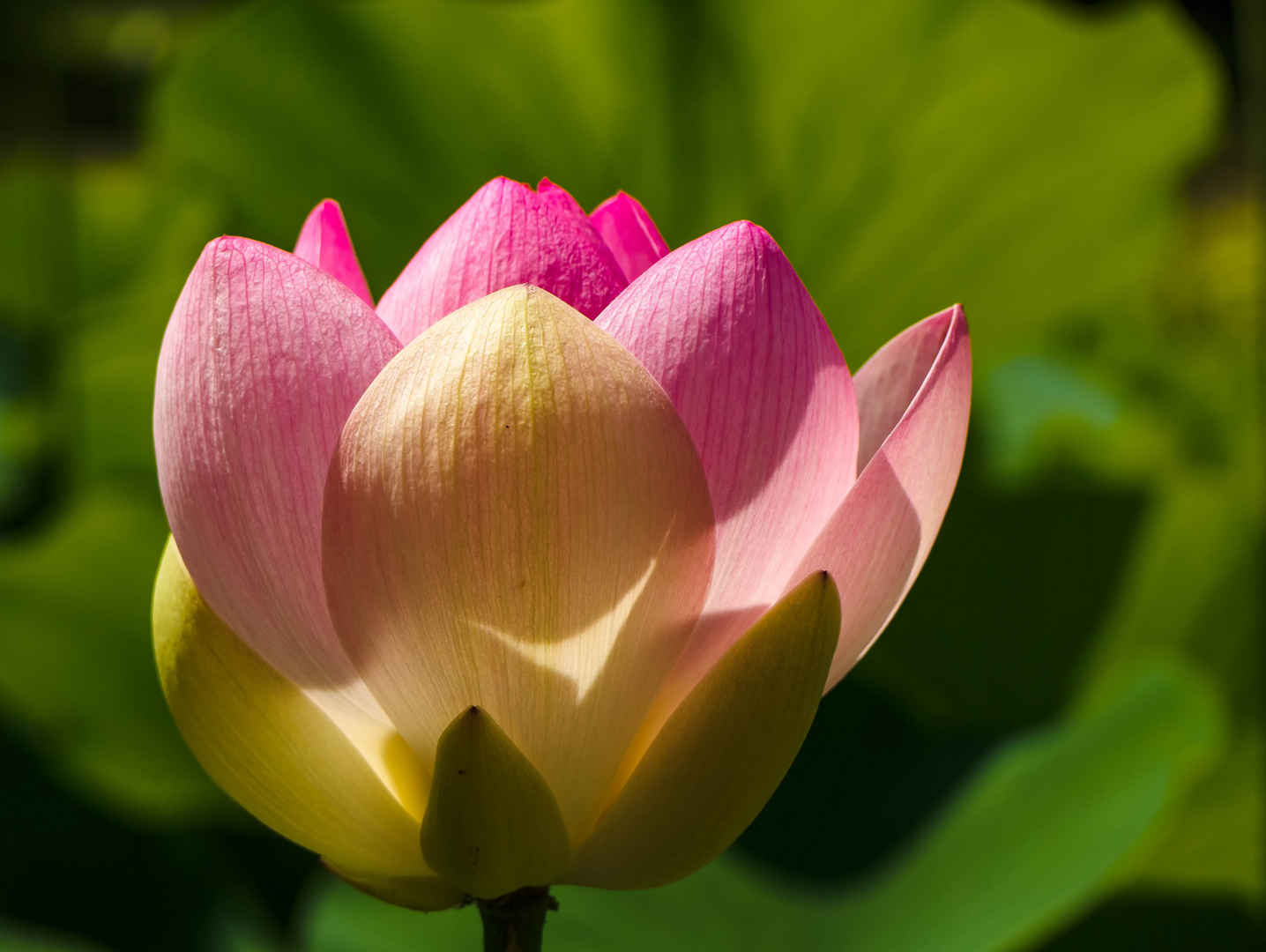 Nelumbo nucifera