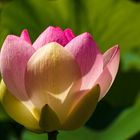 Nelumbo nucifera