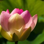 Nelumbo nucifera