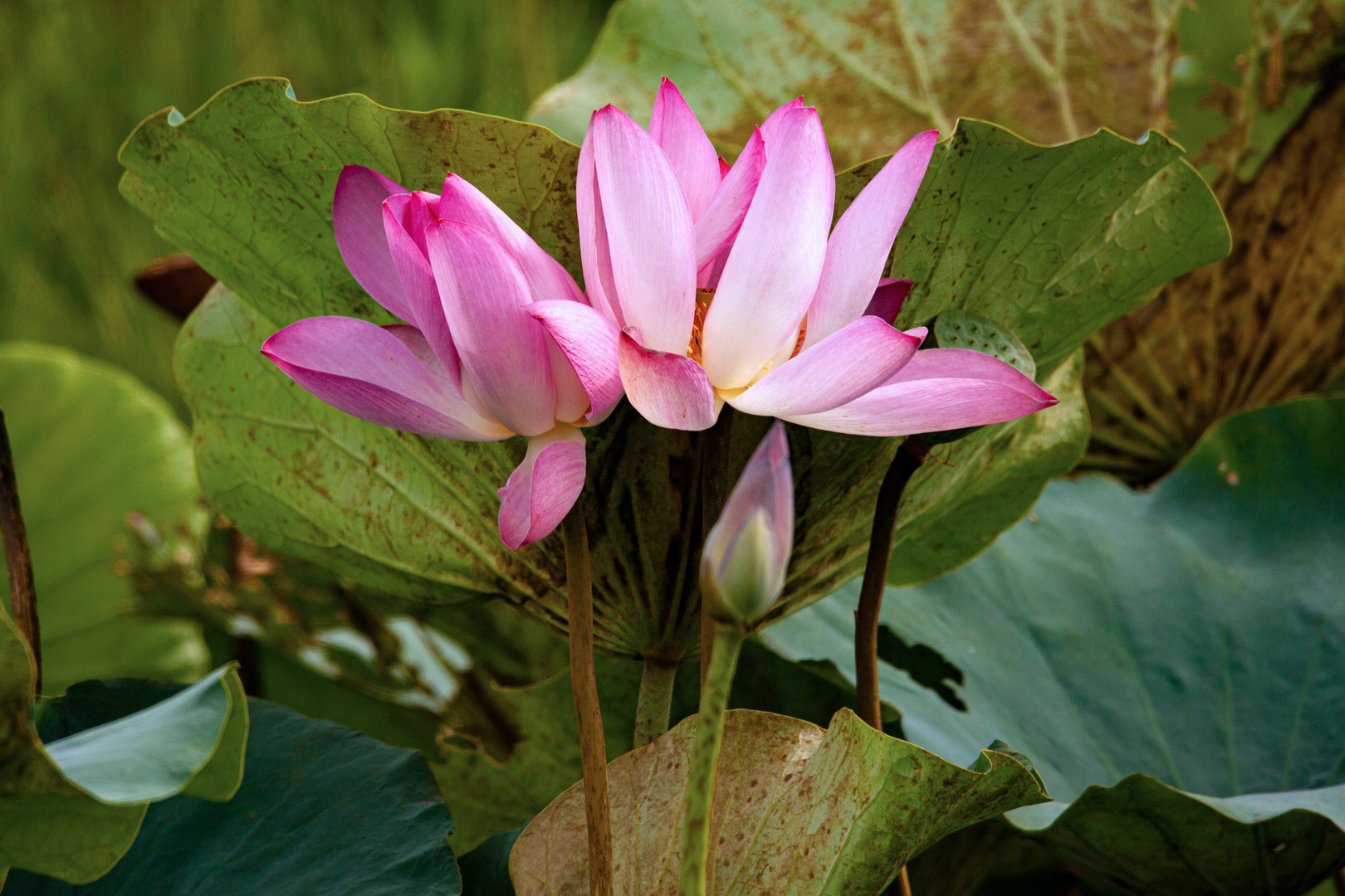 Nelumbo nucifera