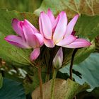 Nelumbo nucifera