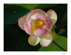 Nelumbo nucifera