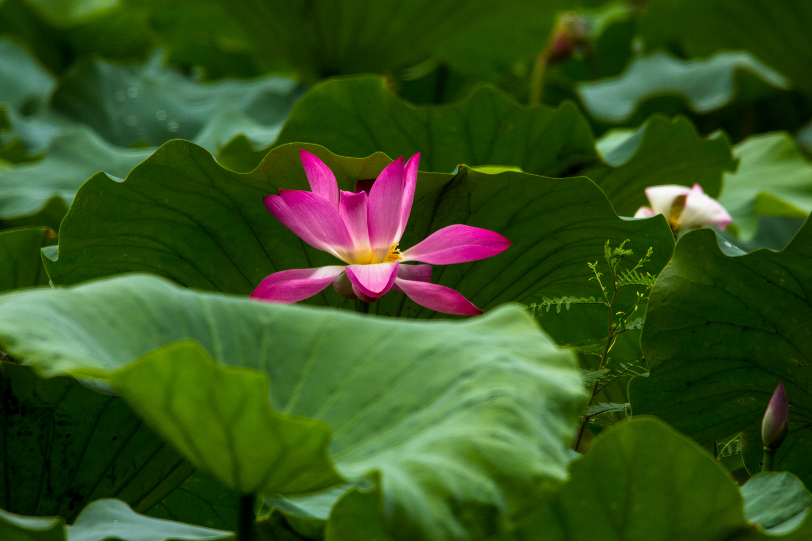 Nelumbo nucifera