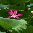 Nelumbo nucifera