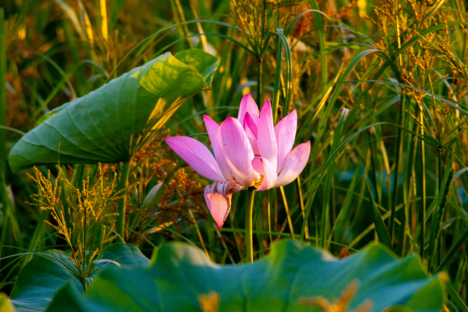 Nelumbo nucifera