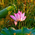 Nelumbo nucifera