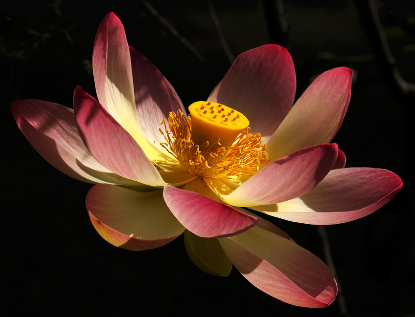 Nelumbo nucifera