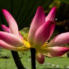 Nelumbo nucifera