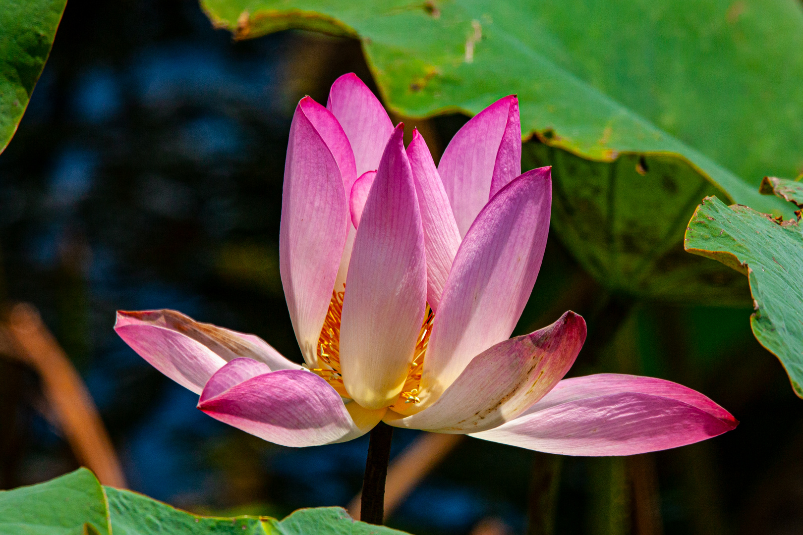 Nelumbo nucifera