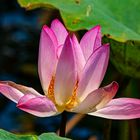 Nelumbo nucifera