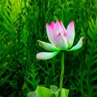 Nelumbo nucifera