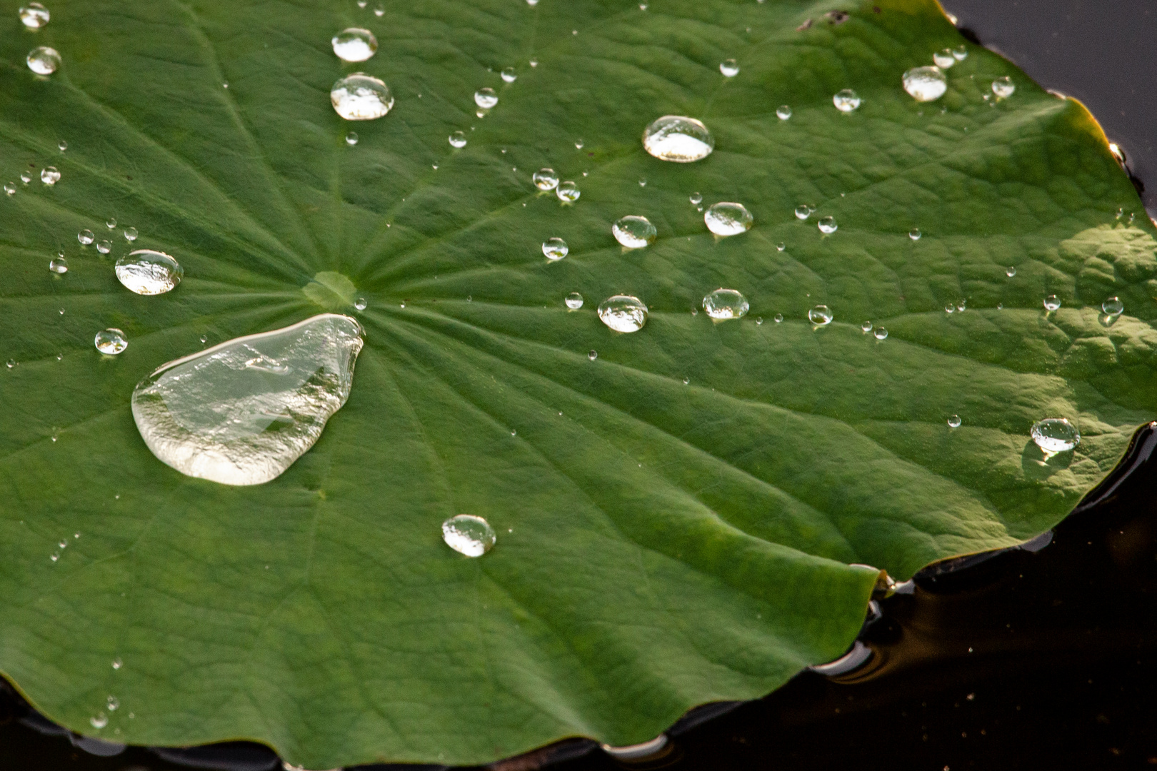 Nelumbo nucifera