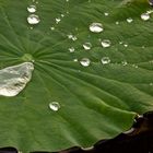 Nelumbo nucifera