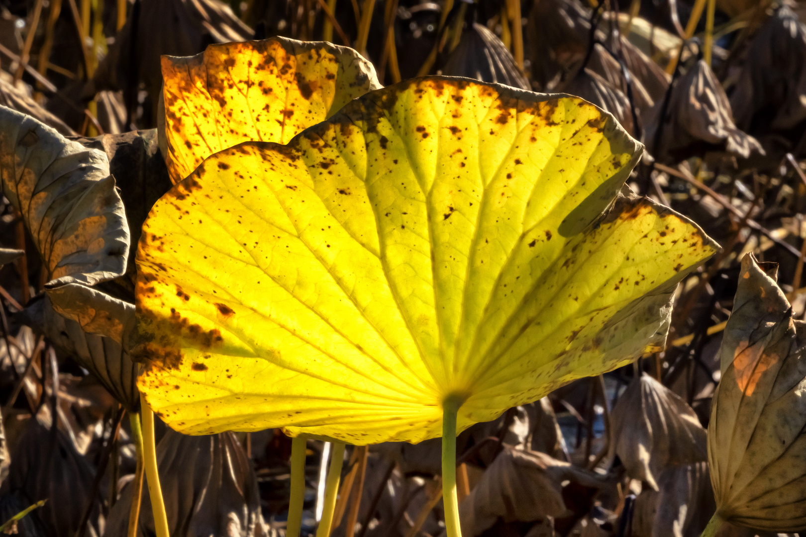 Nelumbo nucifera