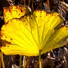 Nelumbo nucifera