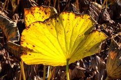 Nelumbo nucifera