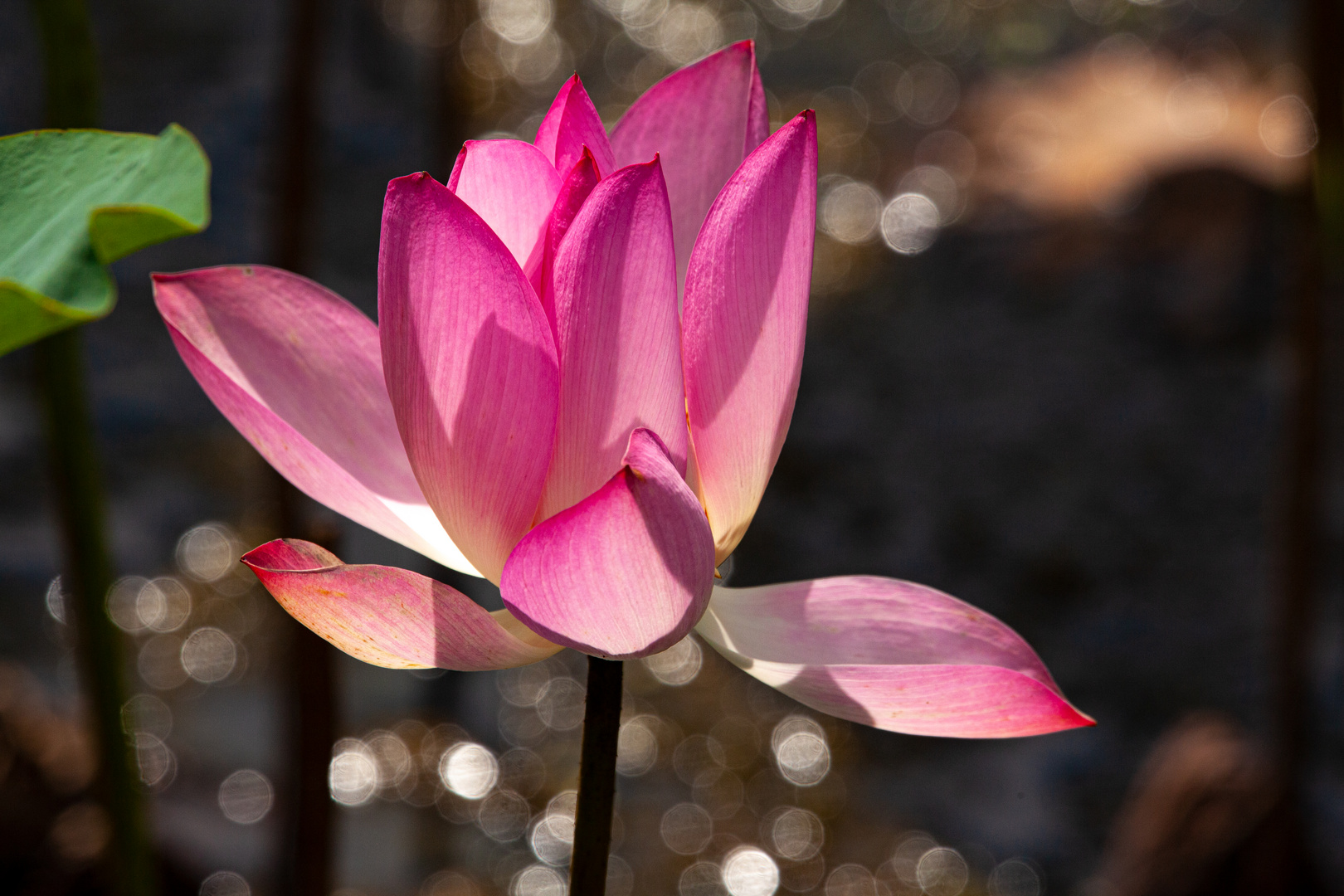 Nelumbo nucifera