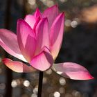 Nelumbo nucifera