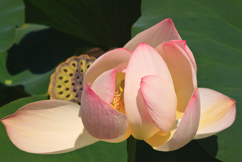 Nelumbo nucifera III