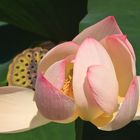 Nelumbo nucifera III