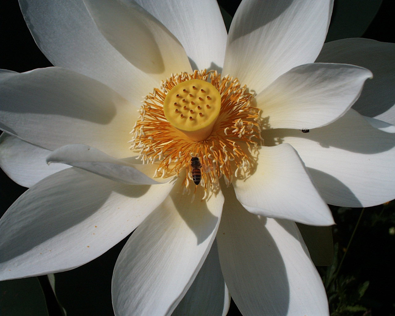 "nelumbo nucifera" - ist sie nicht schön?!