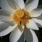 "nelumbo nucifera" - ist sie nicht schön?!