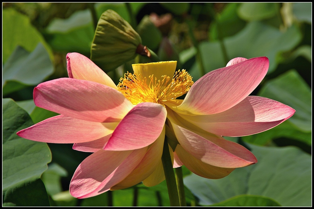 Nelumbo/Loto