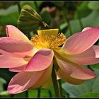 Nelumbo/Loto