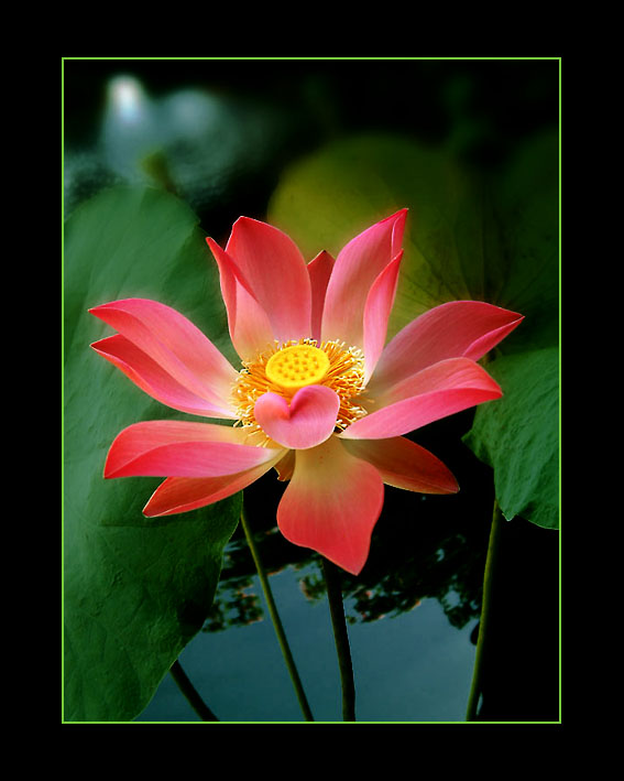 nelumbonaceae/lotus